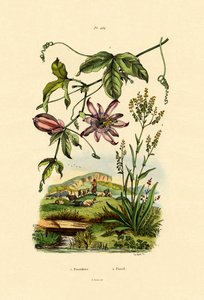 Flor de la Pasión de French School